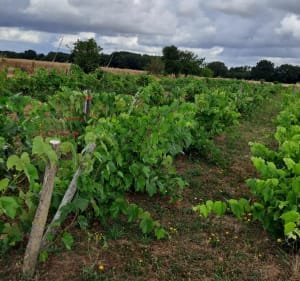 Rejoindre la voie romaine depuis Champagné-Saint-Hilaire - Champagné-Saint-Hilaire - 3