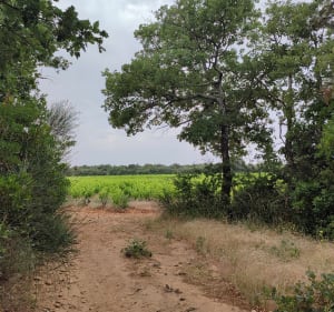 Belle randonnée dans le massif d'Uchaux et bois de la Montagne - Sérignan-du-Comtat - 4