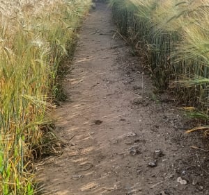 Petite randonnée le long des côtes - Mers-les-Bains - 3