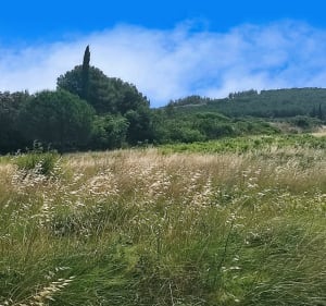 Garrigue de Veyrac - Villeveyrac - 3