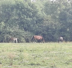 Parcours en nature dans Courbillac - Evelyne - 4