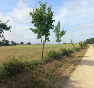 Circuit des Ecobuts - Aigrefeuille-sur-Maine - 3
