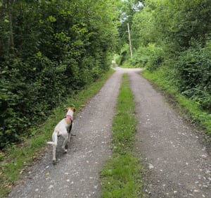 Les rivages de comme watten 12,5km - Watten - 3