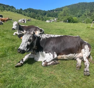Ascension au Gresson et sa ferme-auberge depuis Rimbach - ALEXIS - 4