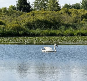 Autour des marais de Sauchy-Cauchy - Sauchy-Cauchy - 4