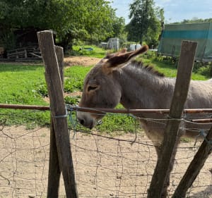 Marche dans les collines entre Habsheim, Rixheim et Eschentzwiller - Stéphane - 5