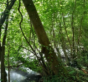 Boucle à Vert-le-Petit - Michele - 3