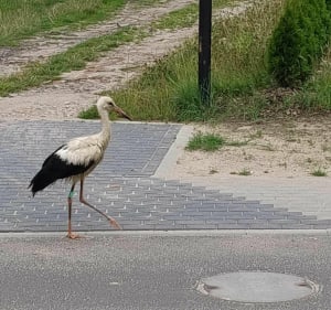 Droga rowerowa Bierkowie A1 - Bierkowo - 3