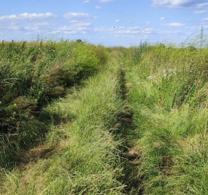 Jogging/spacer w czystym powietrzu - Oława - 3