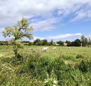 Le sentier au fil de l'Herbon - Massay - 4