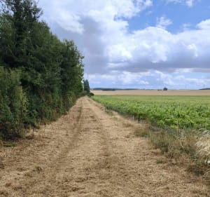 Le sentier au fil de l'Herbon - Massay - 5