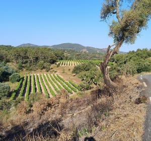 Les Petites Maures au départ de Fréjus - Fréjus - 4