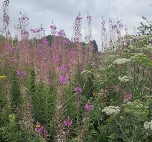 Chemin de quiery et eco-pâturage Brebières - Brebières - 5