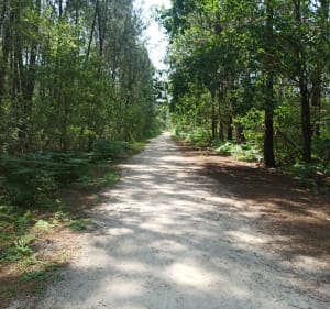 Tour en Forêt de Migelane - Martillac - 3
