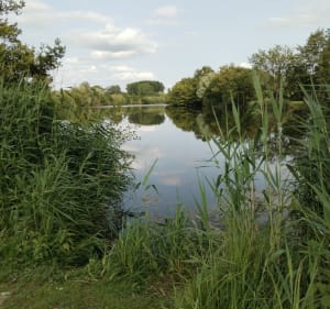 Étang de Chandelles - Coulombs - 3