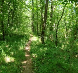 Balade entre Canal du Nivernais et Forêt ombragé - Mailly-le-Château - 4