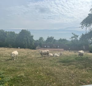 Marche au calme au départ de St-Léger sous Bevray - Saint-Léger-sous-Beuvray - 3