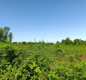 Dans la campagne de Jouy-sous-Thelle - Jouy-sous-Thelle - 4