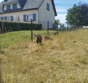Entre champs et vue sur mer à Petit-Caux - Petit-Caux - 5
