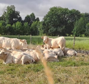 Champagne-Saint-Hilaire par le bocage - Champagné-Saint-Hilaire - 4