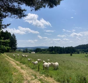 Les pierres Folles - Fournols - 4