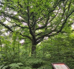 Forêt de Grimbosq - Saint-Laurent-de-Condel - 5