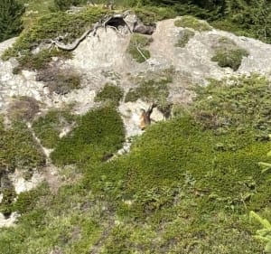 Boucle du D’où du Praz - La Plagne Tarentaise - 5