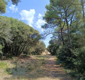 Promenade entre  Marais salante forêt et plage - L'Île-d'Olonne - 3