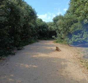 Promenade entre  Marais salante forêt et plage - L'Île-d'Olonne - 5
