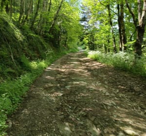 Campagne et forêt autour de St Pierre de Trivisy - ED17 - 2