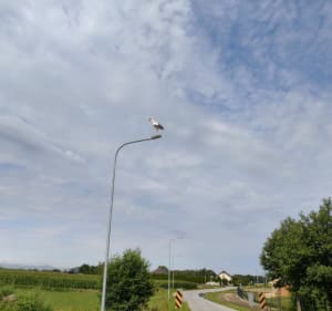 Trasa objazdowa wzniesienia łódzkie - Andrespol - 4