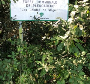 Balade en Forêt à Pleucadeuc - Malestroit - 4