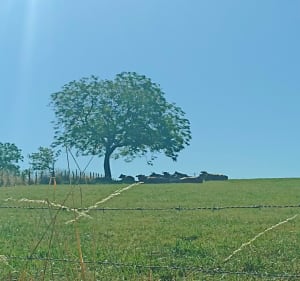 Tour depuis Le Lardin - Le Lardin-Saint-Lazare - 4