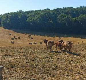 Tour depuis Le Lardin - Le Lardin-Saint-Lazare - 5