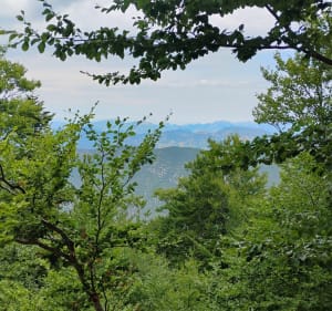 Balade du Rieufroid au Mont Serein - Beaumont-du-Ventoux - 5
