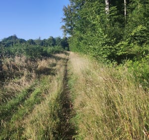 Balade en forêt de Louviers - Louviers - 3