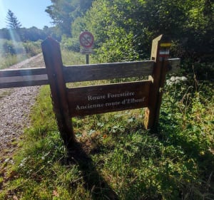 Balade en forêt de Louviers - Louviers - 4