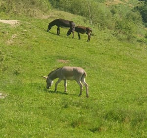 Balade autour du bois de Lourdes - Lourdes - 5