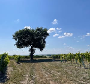 Balade par Bonneuil à Barbezieux - Barbezieux-Saint-Hilaire - 3
