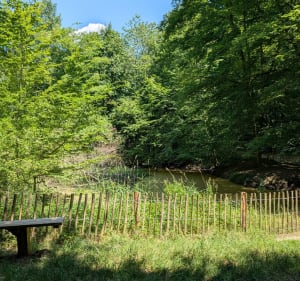 Forêt de Verrières le Buisson - Châtenay-Malabry - 3