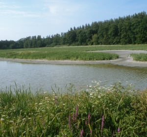 Randonnée à l'Etang de Lindre et boucle à Tarquimpol - Dieuze - 4