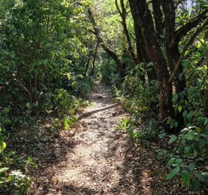 Sur la trace des anciens chemins depuis Brousses-et-Villaret - Pascal  - 5