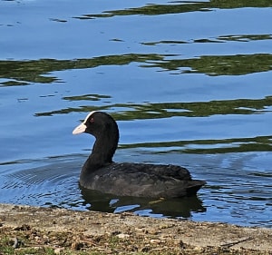 Lac Daumesnil et rivière de Joinville - Paris - 3