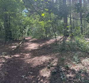 Kąpiel leśną - Poznań - 2