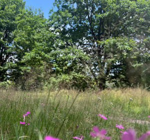 Kąpiel leśną - Poznań - 3
