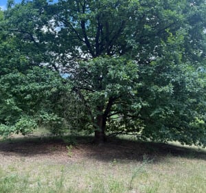 Kąpiel leśną - Poznań - 5