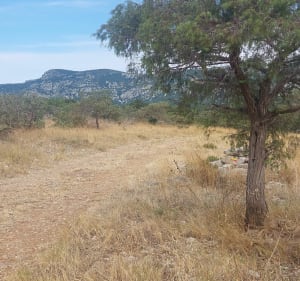 Randonnée depuis Causse-de-la-Selle avec vue sur le Pic-Saint-Loup - Causse-de-la-Selle - 4