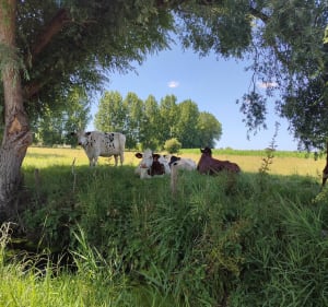 Du camping Paradis à travers les chemins et rus - Rang-du-Fliers - 3