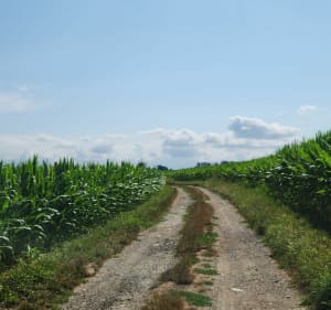Balade dans les champs depuis Les Abrets - Les Abrets en Dauphiné - 4
