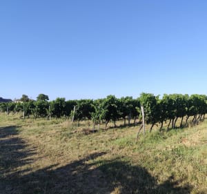 Château de Rauzan - delphine - 4